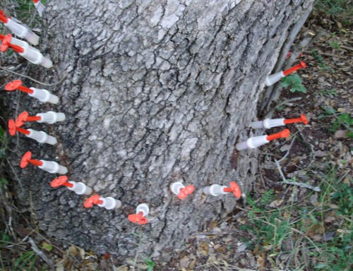 Sudden Oak Death treatment with Chemjet injectors